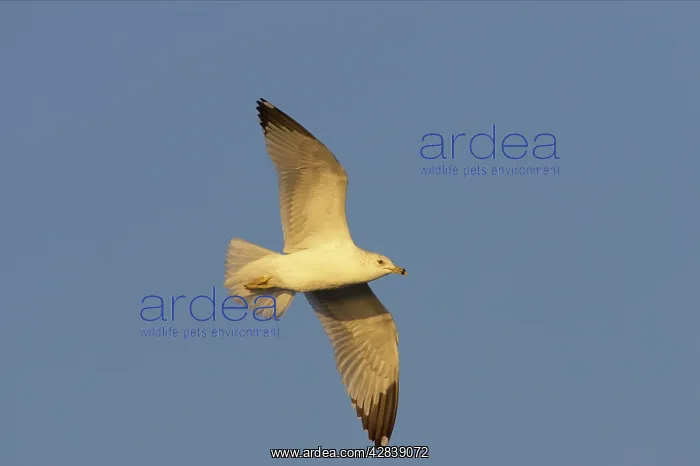 : Ring-Billed Gull - in flight : Ring-Billed Gull - in flight