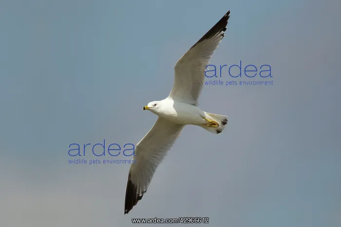 : Ring-billed Gull - in flight : Ring-billed Gull - in flight