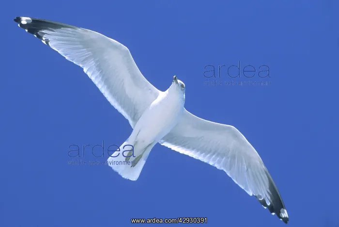 : Ring-Billed GULL - in flight, soaring on wind : Ring-Billed GULL - in flight, soaring on wind