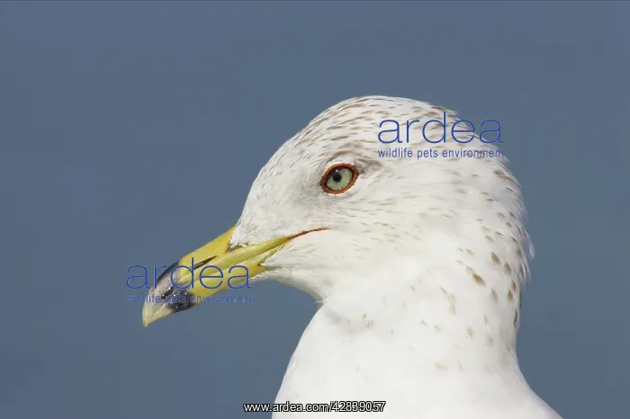 : Ring-Billed Gull - head shot winter plumage : Ring-Billed Gull - head shot winter plumage