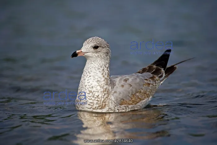: Ring-billed Gull Juvenile - on lake : Ring-billed Gull Juvenile - on lake
