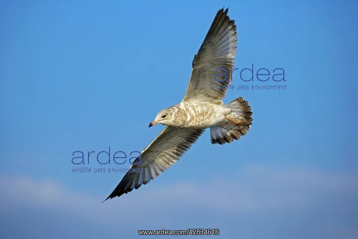 : Ring-billed Gull Juvenile - Soaring : Ring-billed Gull Juvenile - Soaring