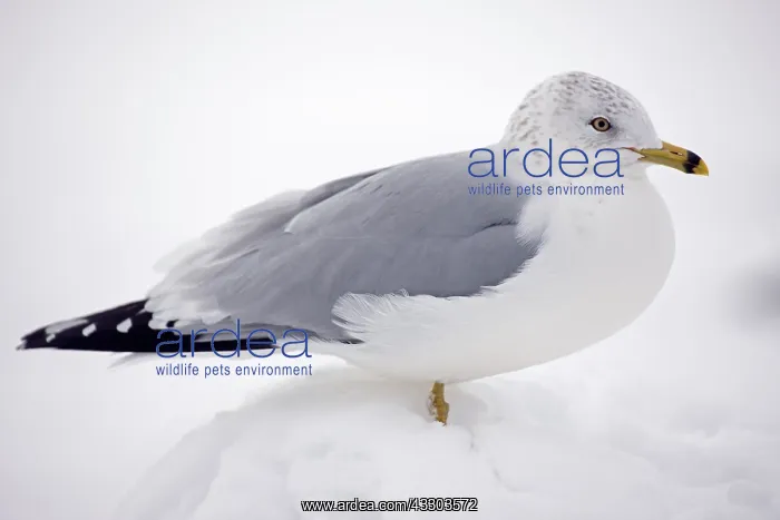 : Ring-billed Gull (Larus delawarensis) - New York : Ring-billed Gull (Larus delawarensis) - New York