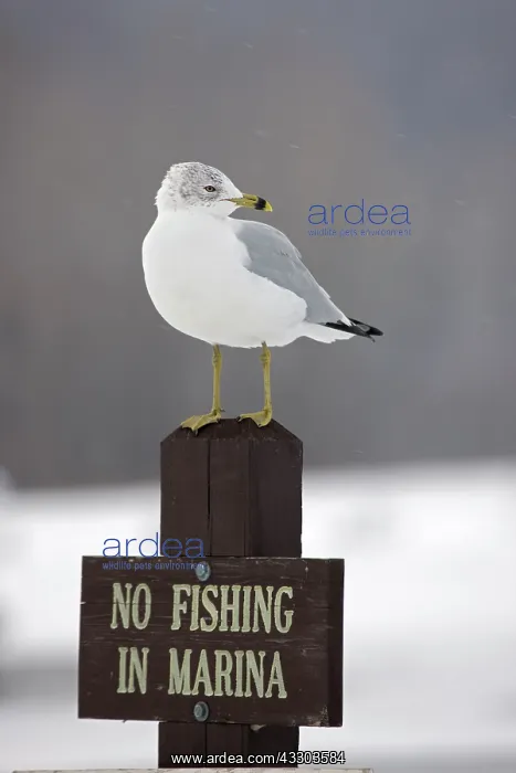 : Ring-billed Gull (Larus delawarensis) - New York : Ring-billed Gull (Larus delawarensis) - New York