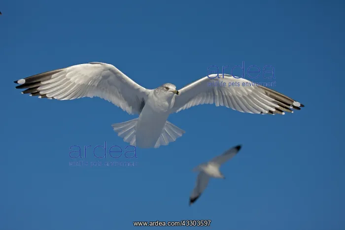 : Ring-billed Gull (Larus delawarensis) - New York : Ring-billed Gull (Larus delawarensis) - New York