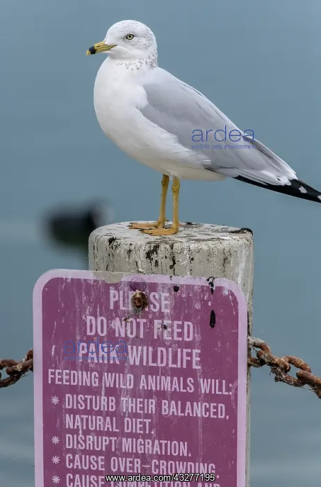 : Ring-billed gull, Larus delawarensis, perched on : Ring-billed gull, Larus delawarensis, perched on