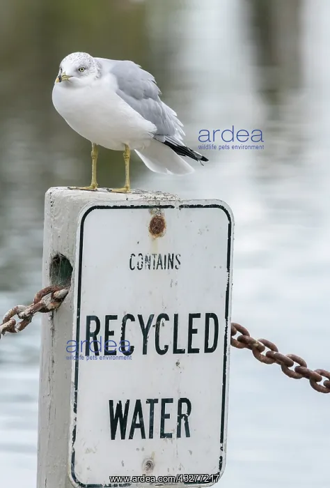 : Ring-billed gull, Larus delawarensis, perched on : Ring-billed gull, Larus delawarensis, perched on