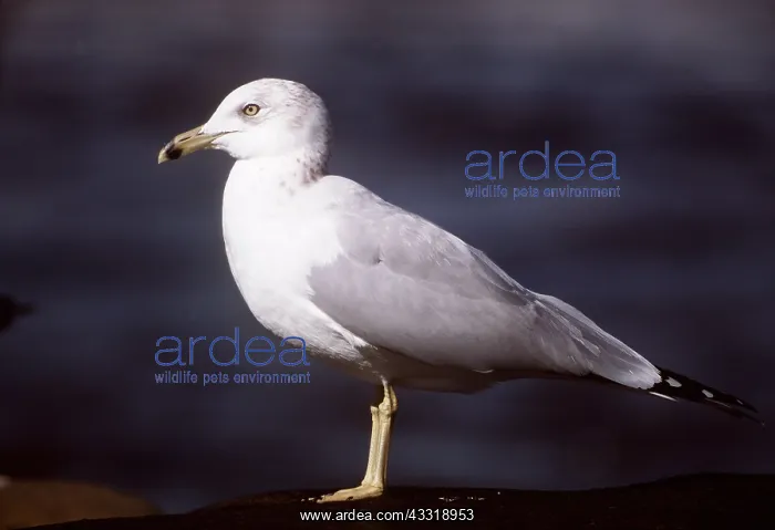 : RING-BILLED GULL - side profile : RING-BILLED GULL - side profile