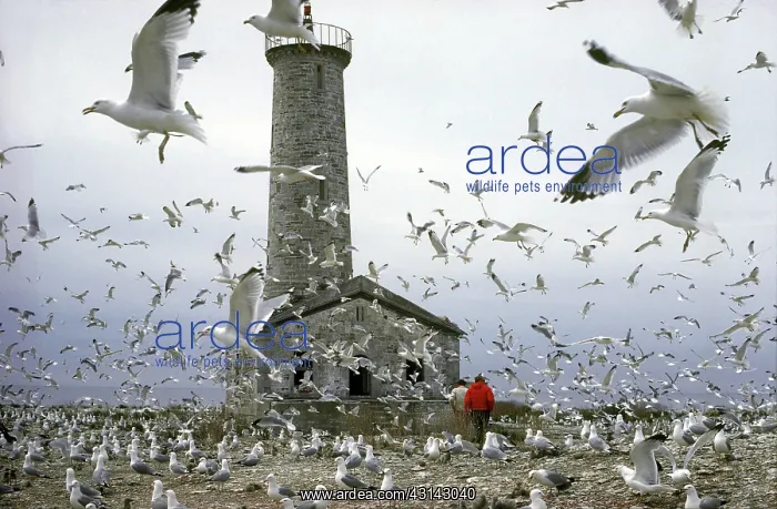 : Ring-Billed Gull Rookery : Ring-Billed Gull Rookery