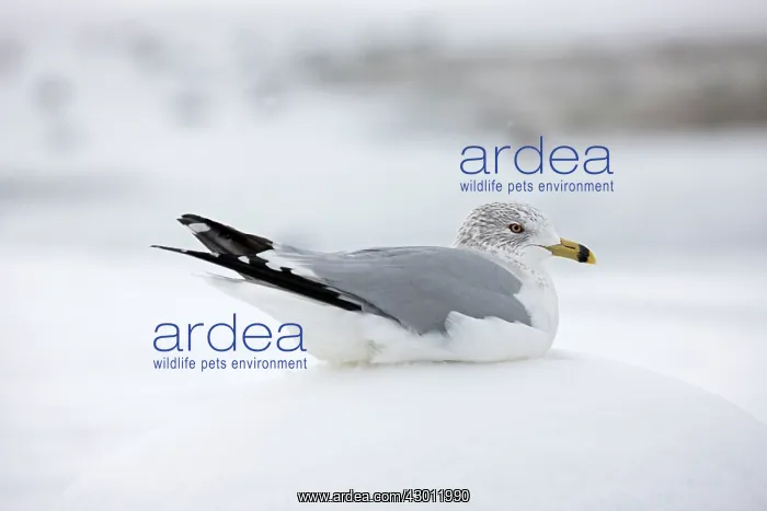 : Ring-billed Gull in snow : Ring-billed Gull in snow