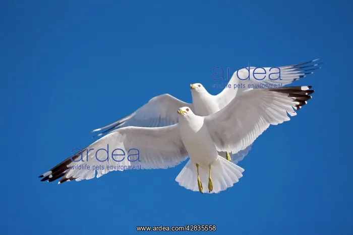 : Ring-billed Gulls - 2 adults soaring - Most commonly : Ring-billed Gulls - 2 adults soaring - Most commonly