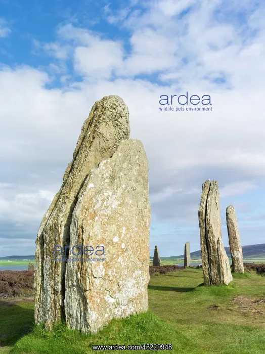 : Ring of Brodgar, a UNESCO World Heritage : Ring of Brodgar, a UNESCO World Heritage