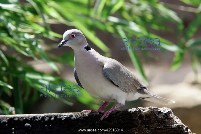 : Ring-necked Dove : Ring-necked Dove