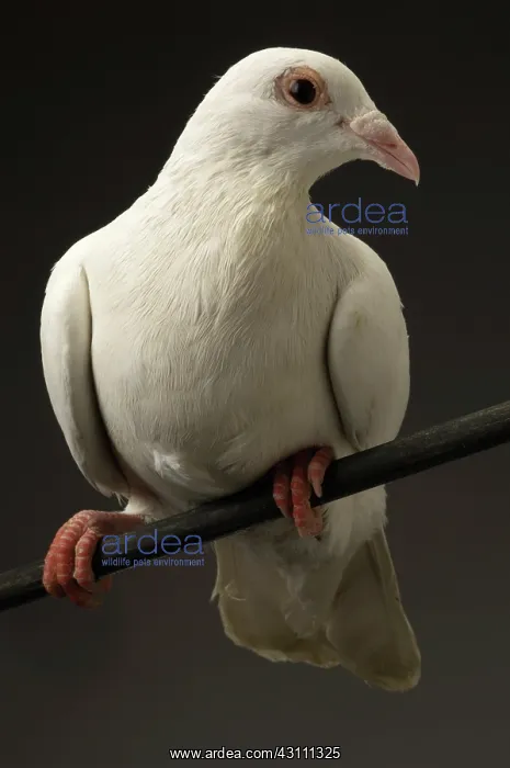 : Ring-necked Dove : Ring-necked Dove
