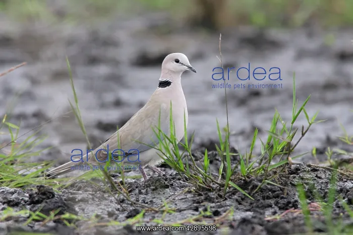 : Ring-necked Dove ( Ring-necked Cape Turtle Dove ) : Ring-necked Dove ( Ring-necked Cape Turtle Dove )