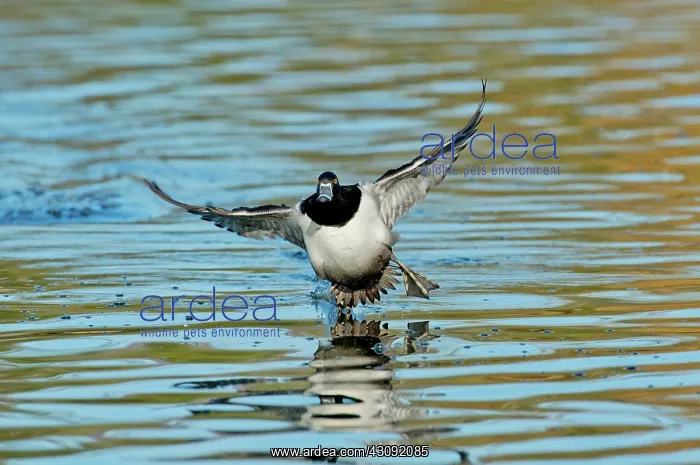 : Ring-necked Drake starting to land : Ring-necked Drake starting to land