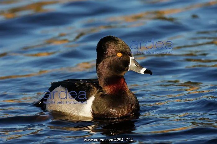 : Ring-necked Duck : Ring-necked Duck