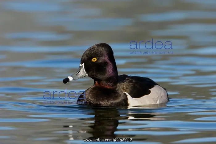 : Ring-necked Duck : Ring-necked Duck
