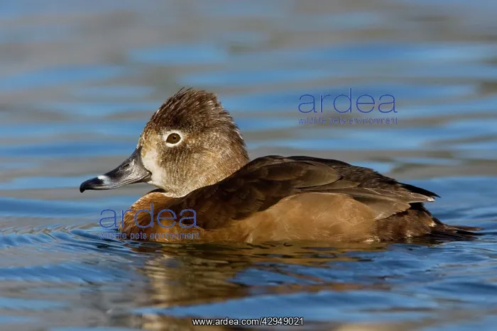 : Ring-necked Duck : Ring-necked Duck