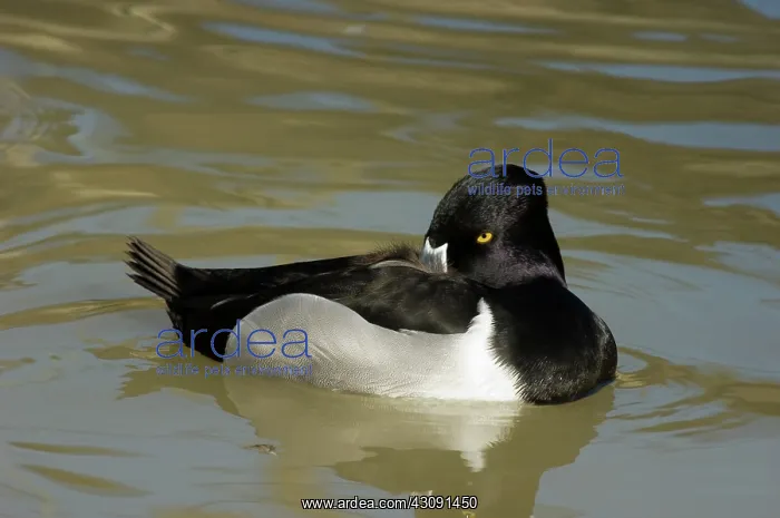 : Ring-necked Duck : Ring-necked Duck