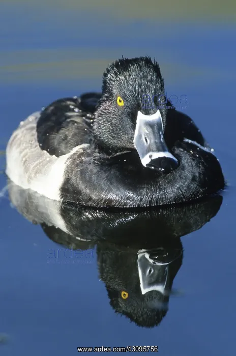 : Ring-necked Duck : Ring-necked Duck