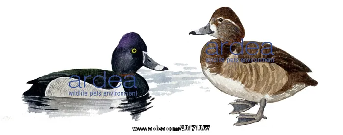 : Ring-necked Duck : Ring-necked Duck