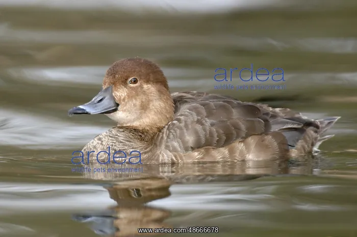 : Ring-necked Duck (Aythya collaris) female, Texas, USA, North : Ring-necked Duck (Aythya collaris) female, Texas, USA, North