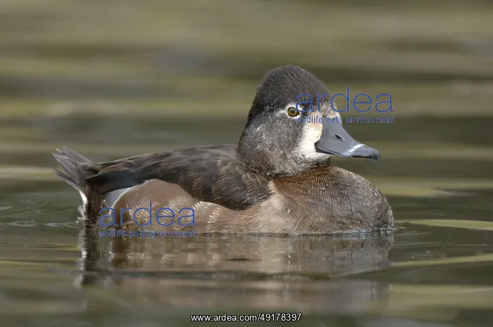  : Ring-necked Duck (Aythya collaris) female