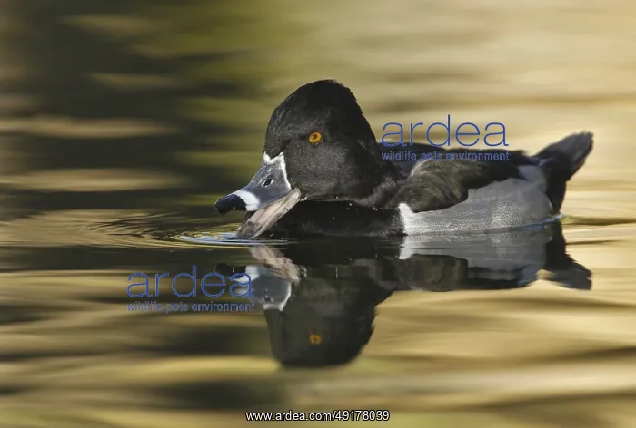 : Ring-necked Duck (Aythya collaris) male : Ring-necked Duck (Aythya collaris) male