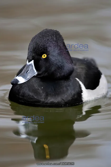 : Ring-Necked Duck Drake : Ring-Necked Duck Drake