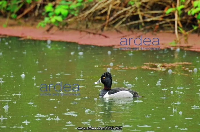 : Ring-necked Duck - drake in rain : Ring-necked Duck - drake in rain