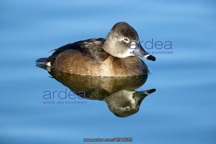 : Ring-necked duck - female : Ring-necked duck - female