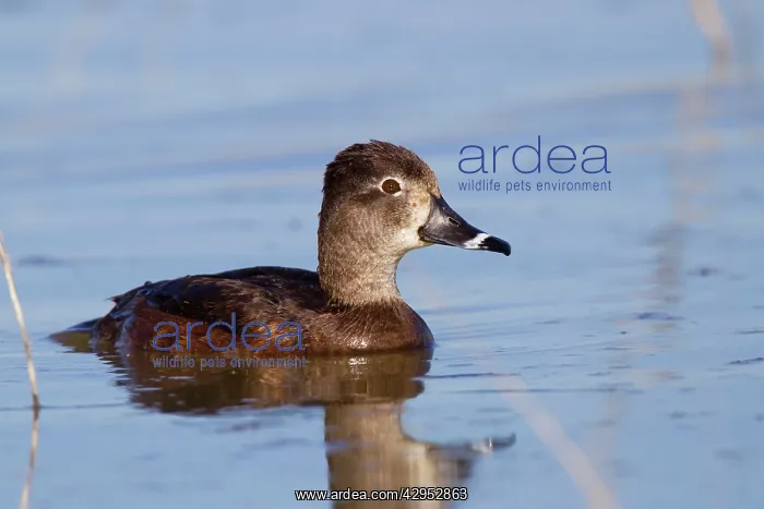 : Ring-necked Duck - female : Ring-necked Duck - female