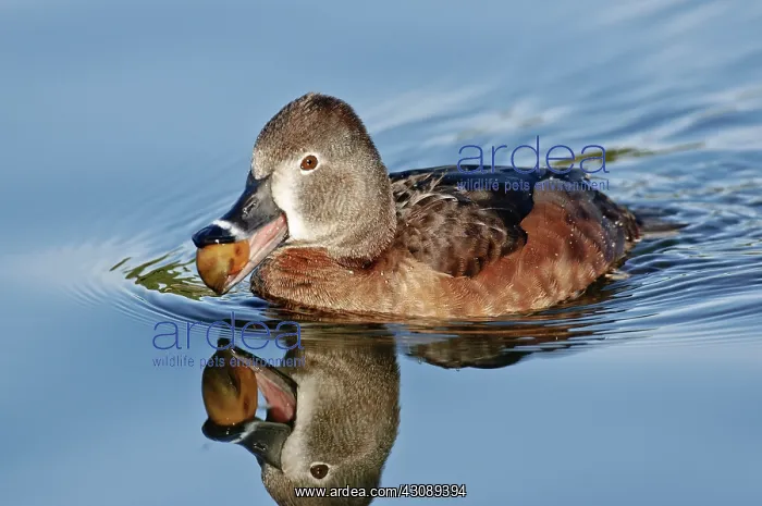 : Ring-necked Duck Hen feeding : Ring-necked Duck Hen feeding