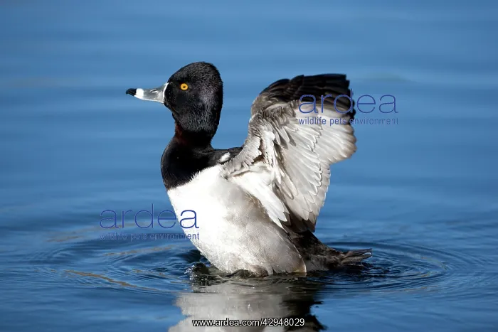 : Ring-necked duck - male : Ring-necked duck - male