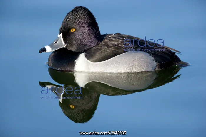 : Ring-necked duck - male : Ring-necked duck - male