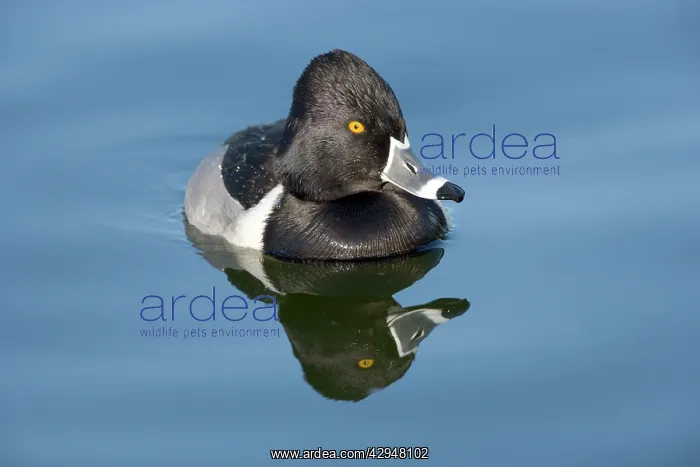 : Ring-necked duck - male : Ring-necked duck - male