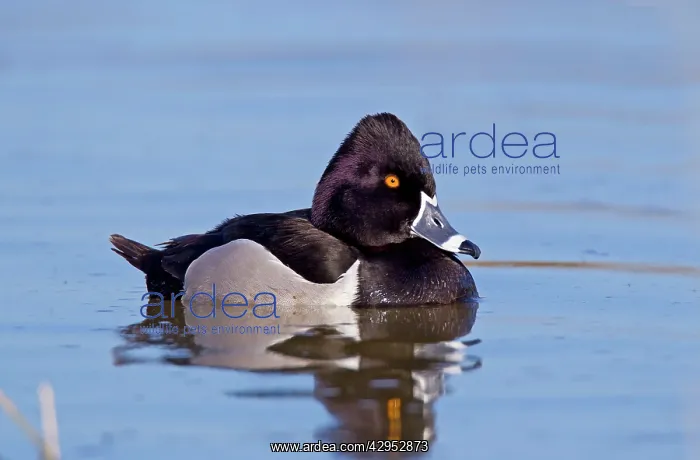 : Ring-necked Duck - male : Ring-necked Duck - male