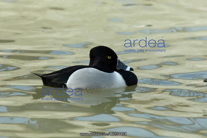 : Ring-Necked Duck Male : Ring-Necked Duck Male