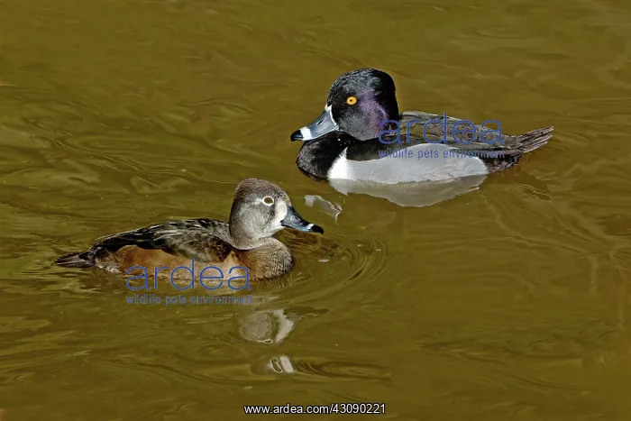 : Ring-necked duck pair : Ring-necked duck pair