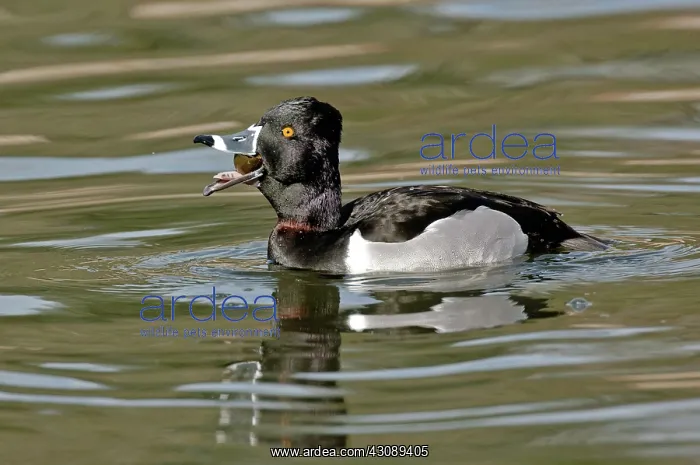 : Ring-necked Duck swallowing snail : Ring-necked Duck swallowing snail