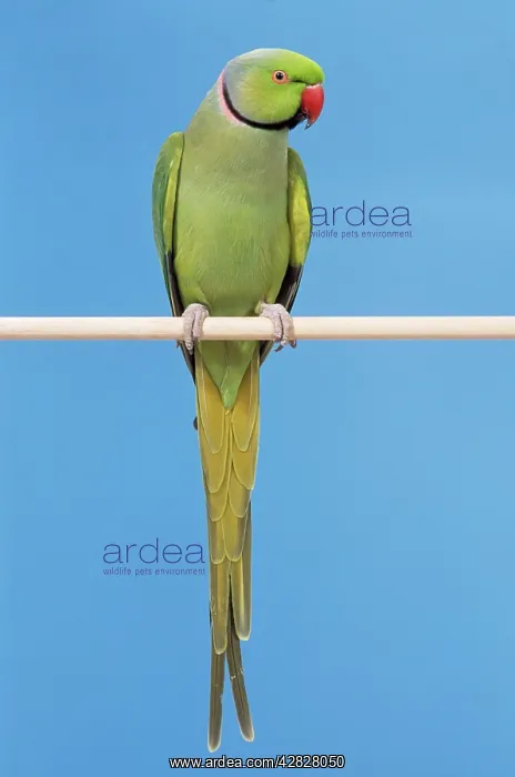  : Ring-necked PARAKEET