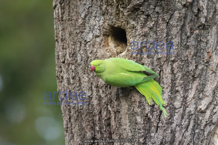 : Ring-necked Parakeet : Ring-necked Parakeet