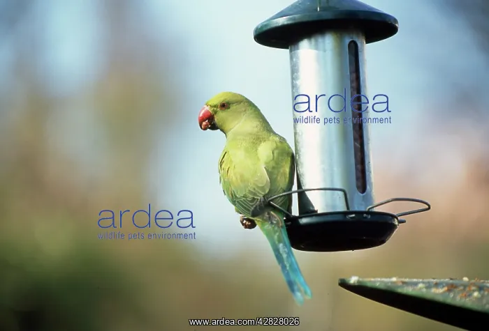 : Ring-necked Parakeet - on bird feeder : Ring-necked Parakeet - on bird feeder