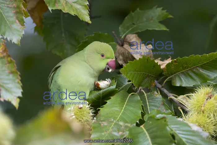 : Ring Necked Parakeet - Female Eating Sweet Chestnut : Ring Necked Parakeet - Female Eating Sweet Chestnut