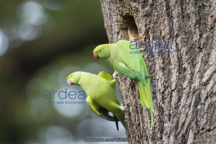 : Ring-necked Parakeet pair : Ring-necked Parakeet pair
