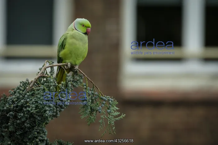 : Ring-necked Parakeet (Psittacula krameri) in a : Ring-necked Parakeet (Psittacula krameri) in a