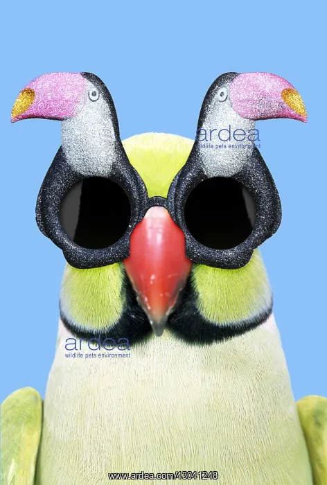 : Ring-necked Parakeet wearing Toucan sunglasses : Ring-necked Parakeet wearing Toucan sunglasses