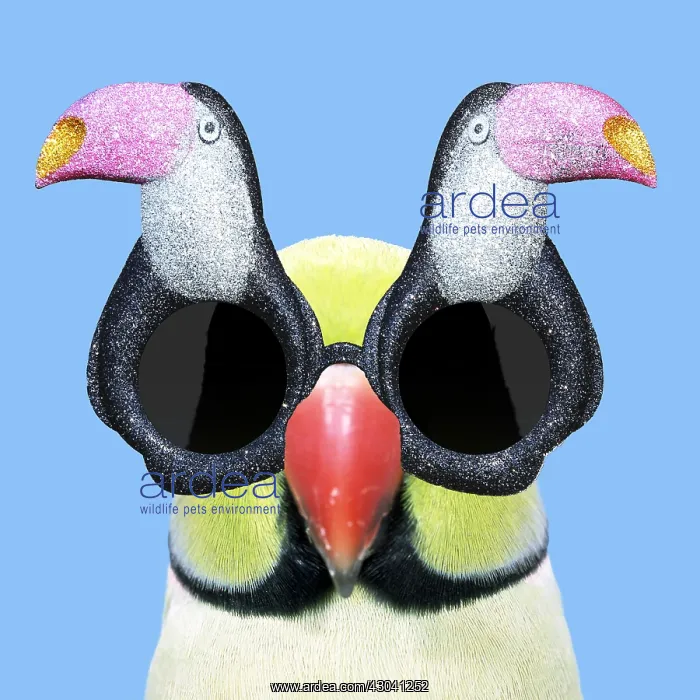 : Ring-necked Parakeet wearing Toucan sunglasses : Ring-necked Parakeet wearing Toucan sunglasses