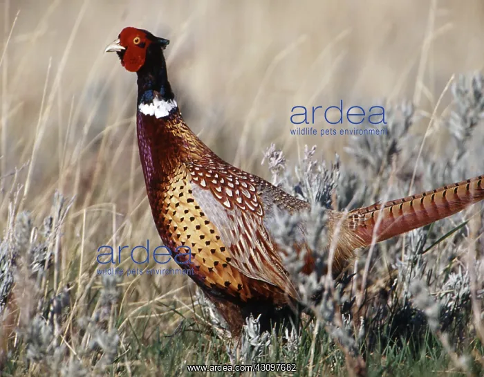 : Ring-necked Pheasant : Ring-necked Pheasant